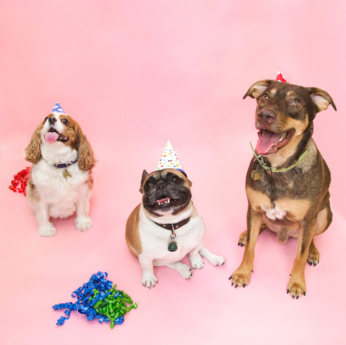 All dogs go to birthday